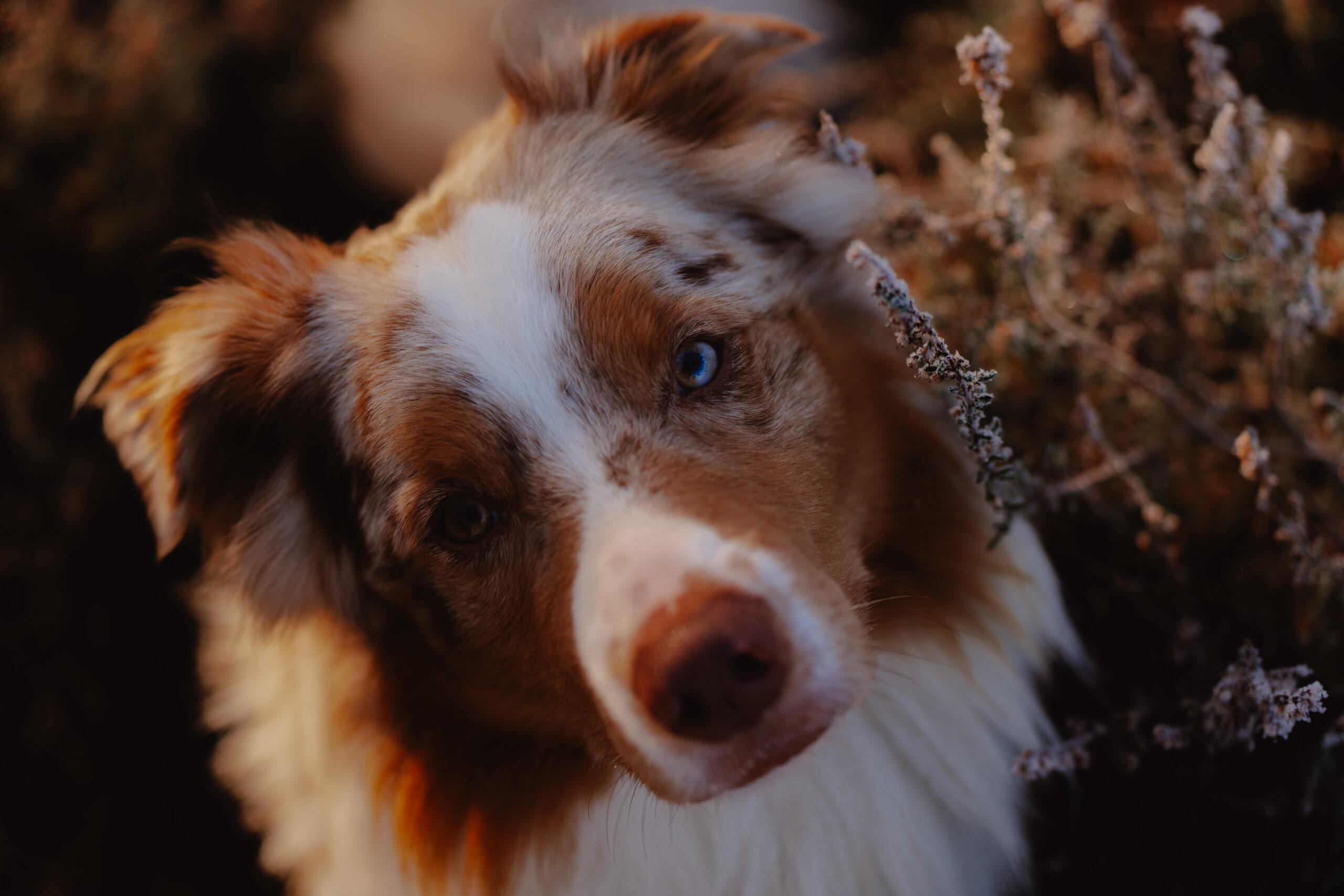 honden fotoshoot in de Kesselse heide - Australische herder